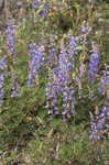 Sundial lupine